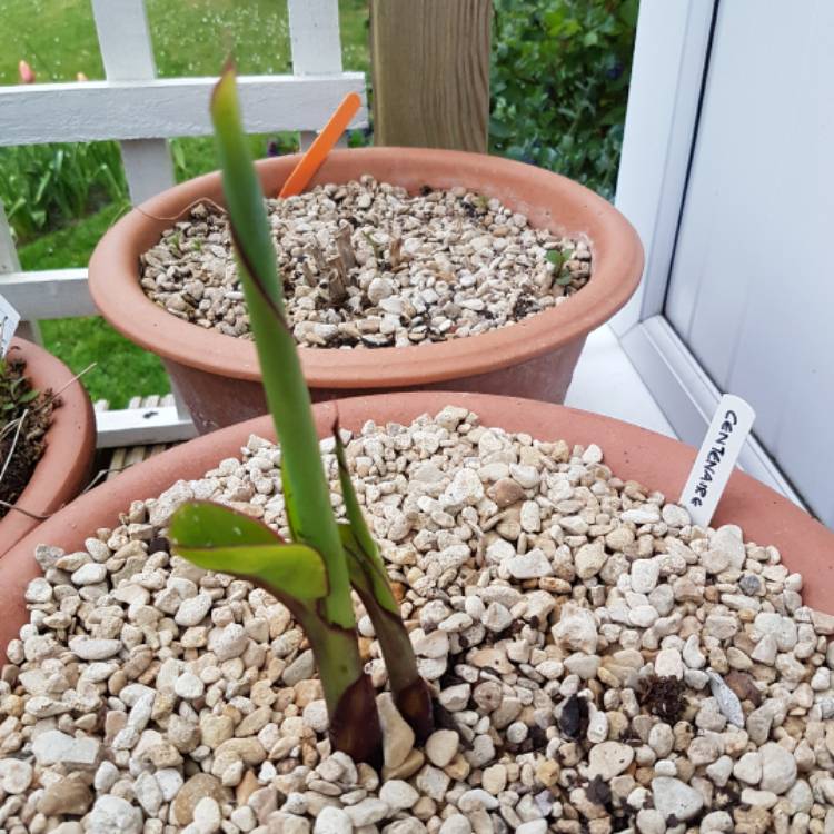 plant image 371628