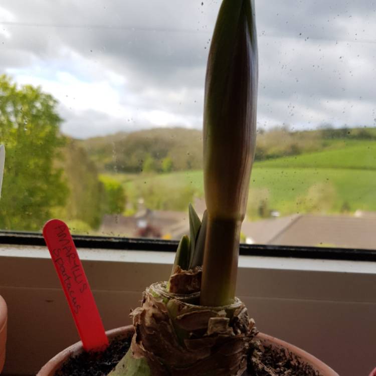 plant image 372176