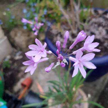 Tulbaghia violacea 'Silver Lace' syn. Tulbaghia violacea 'Variegata'