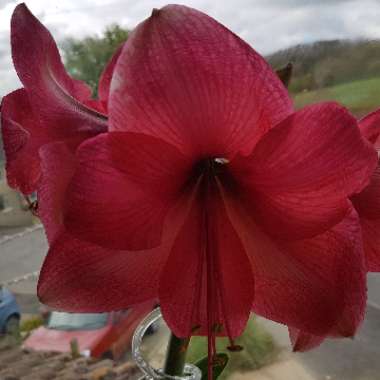 Hippeastrum (Galaxy Group) 'Adele'