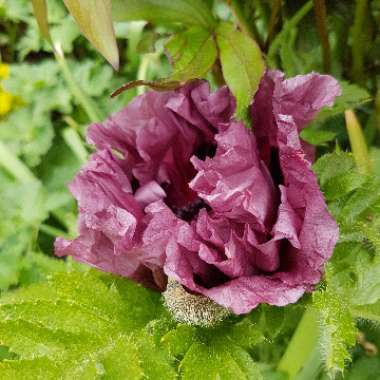 Papaver orientale 'Patty's Plum'