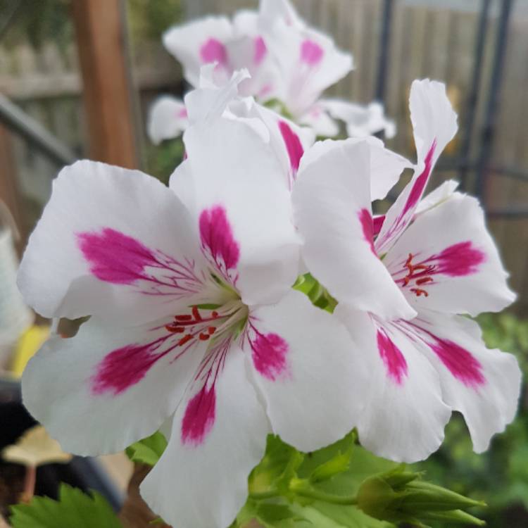 plant image 384867