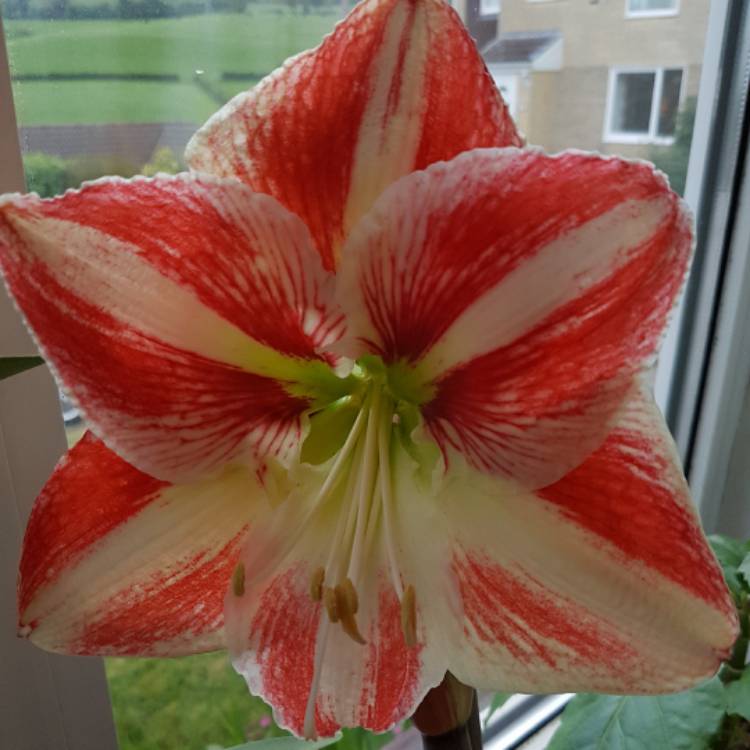 plant image 389666