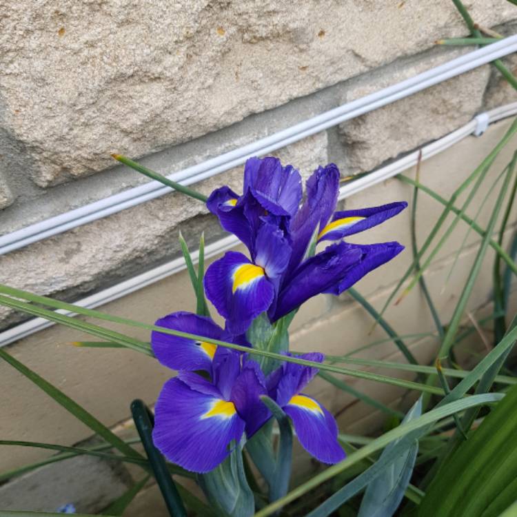 Plant image Iris x hollandica 'Sapphire Beauty'