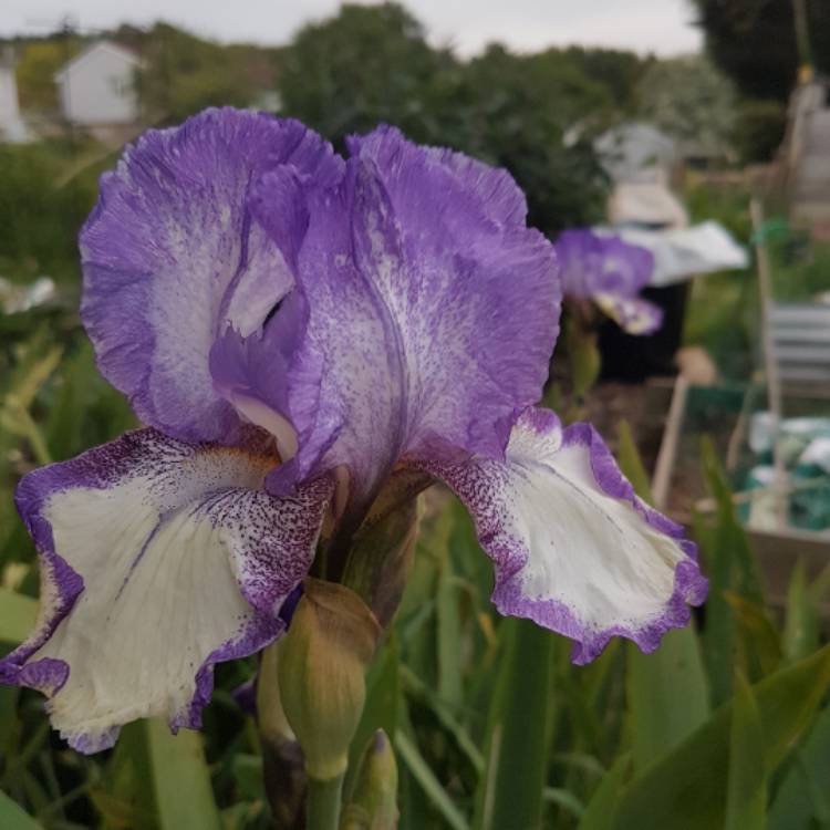 Plant image Iris x germanica 'Dancer's Veil'