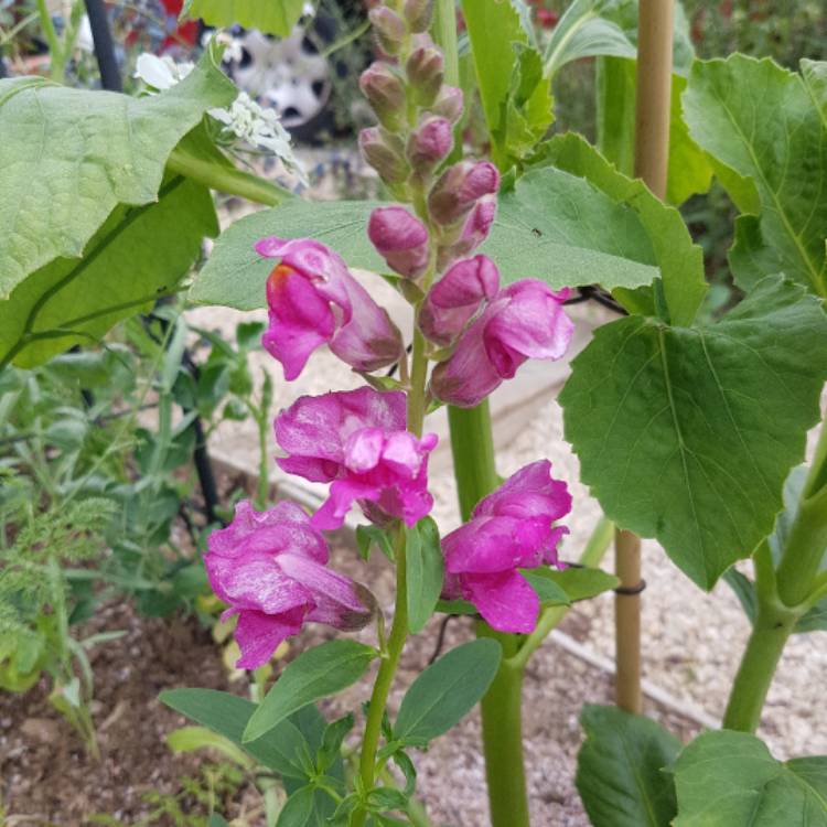 plant image 444795