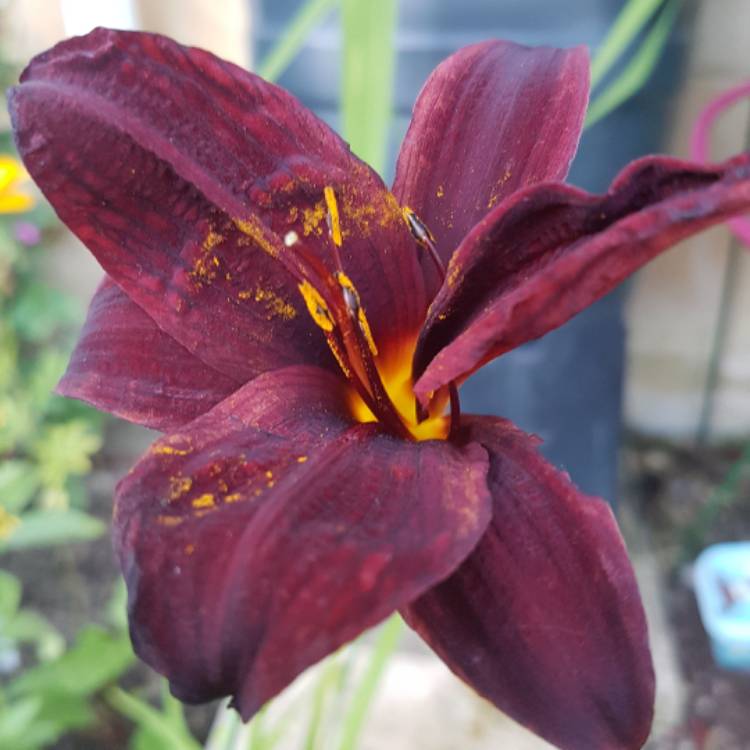 plant image 471934