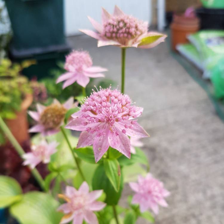 Plant image Astrantia major var. rosea syn. Astrantia maxima 'Rosea'