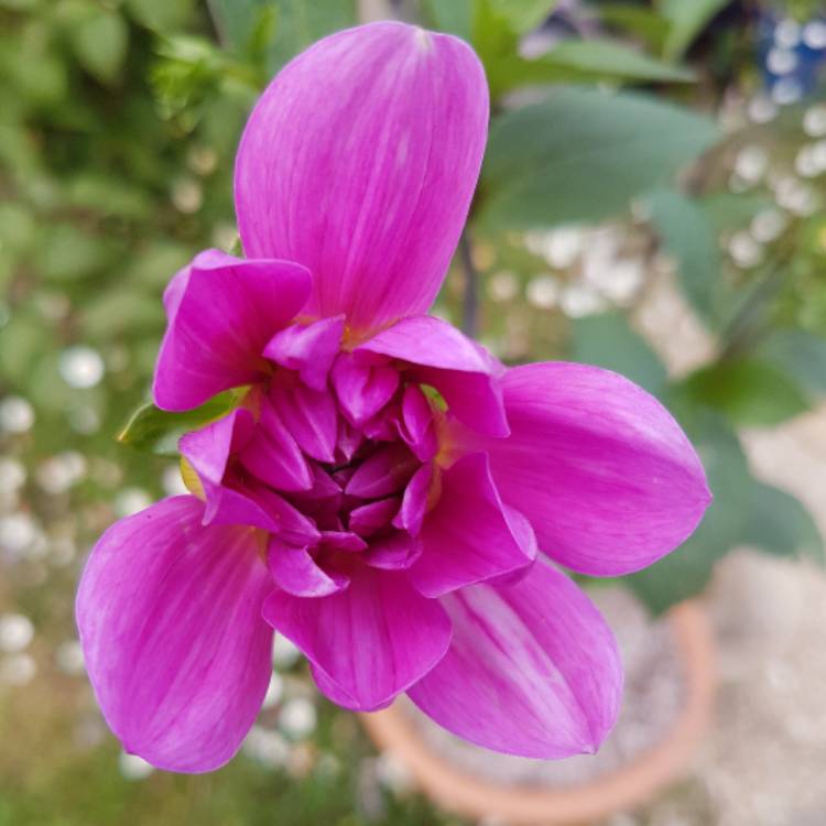 plant image 485328