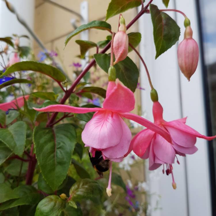 plant image 486136