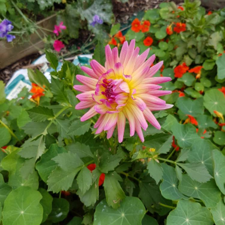 plant image 489606