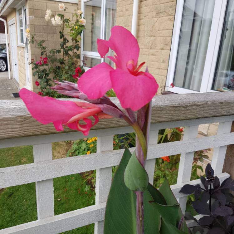 plant image 493094