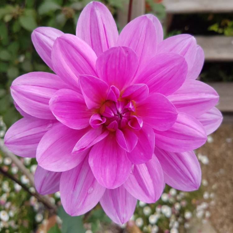 plant image 501720