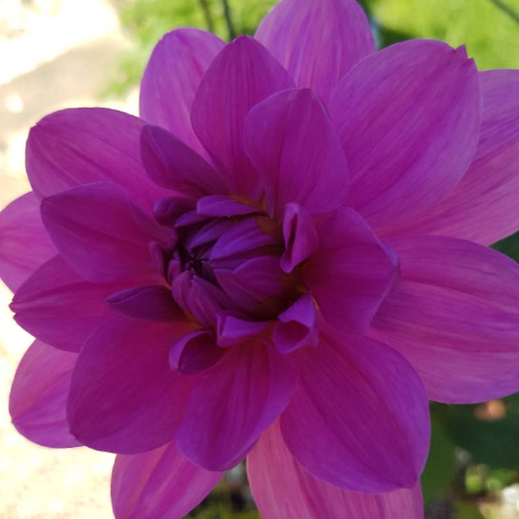 plant image 515130