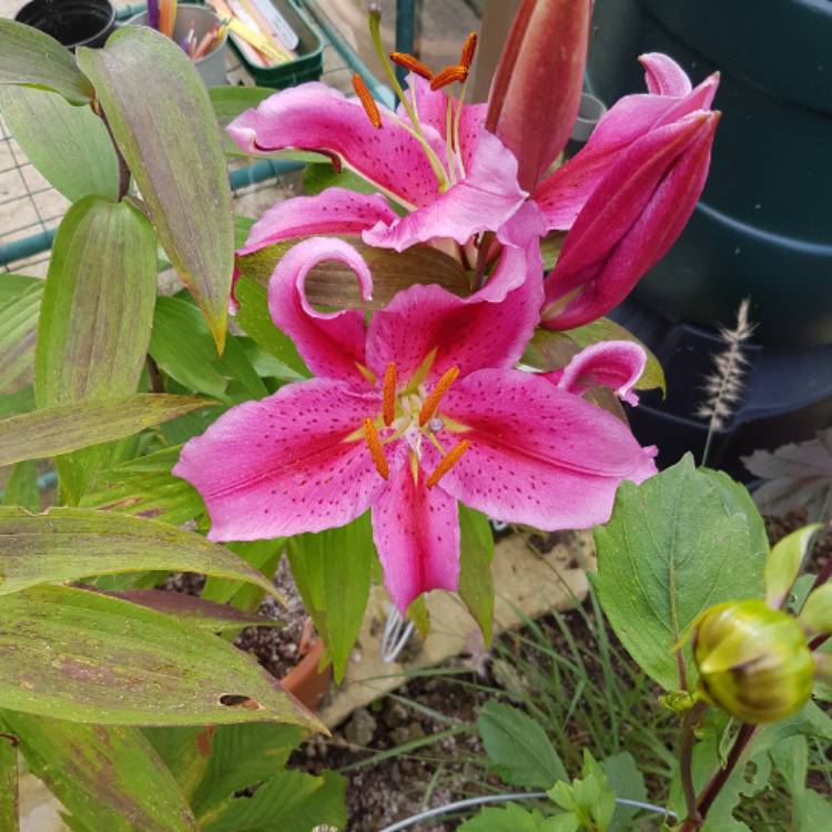 plant image 520834