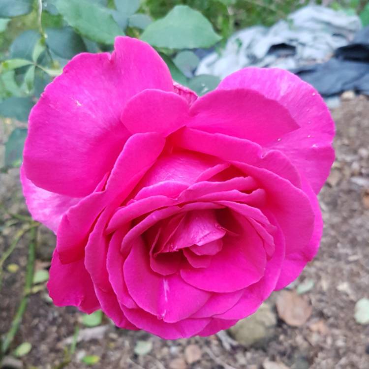 Plant image Rosa 'Korbilant' syn. Rosa 'Parole', Rosa 'Buxom Beauty', Rosa 'Garden Queen', Rosa 'Wanda Ferragamo', Rosa 'XXL', Rosa 'KO 91/1154-08'