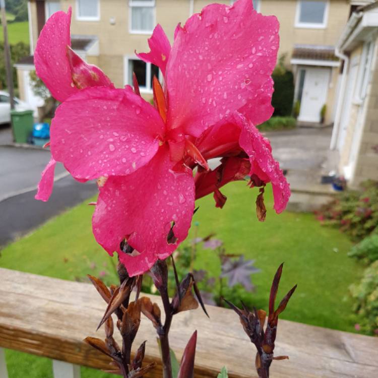 plant image 532502