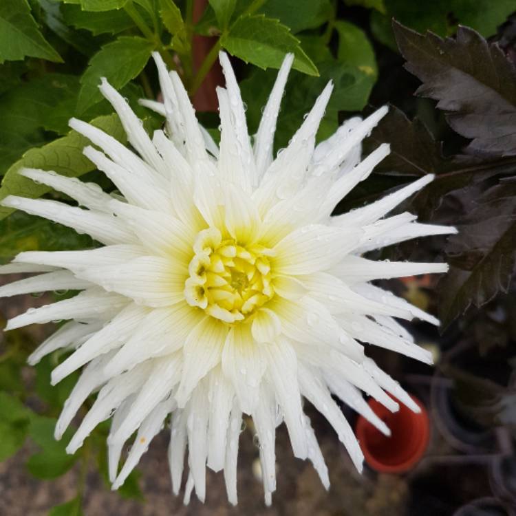 Plant image Dahlia 'My Love'