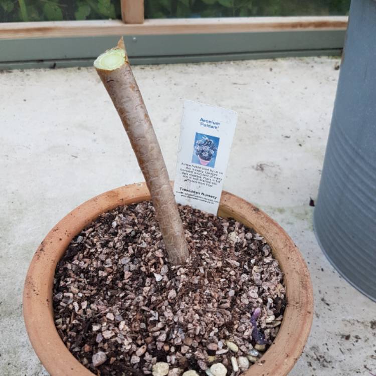 plant image 536501
