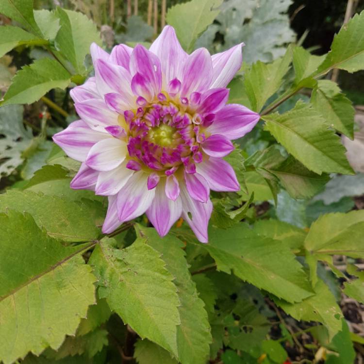 plant image 542036