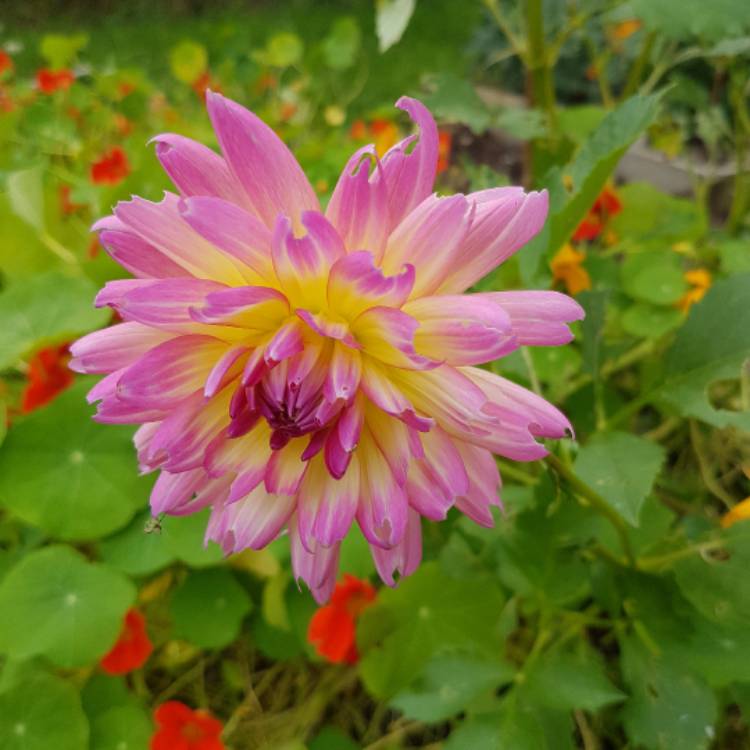 plant image 542039