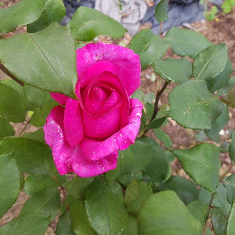 plant image 542040