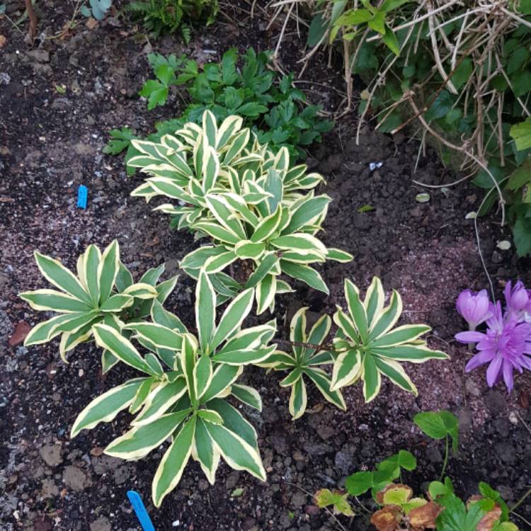 plant image 547329 plant image 547329