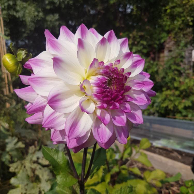 plant image 551574