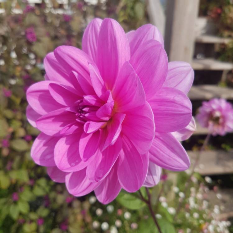 plant image 551754