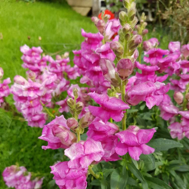plant image 553657