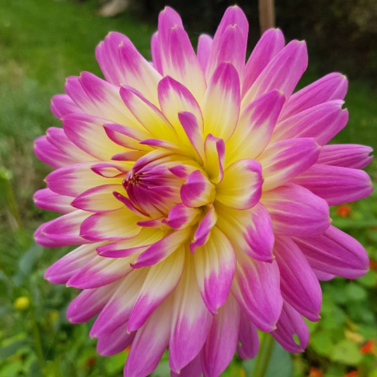 plant image 556703