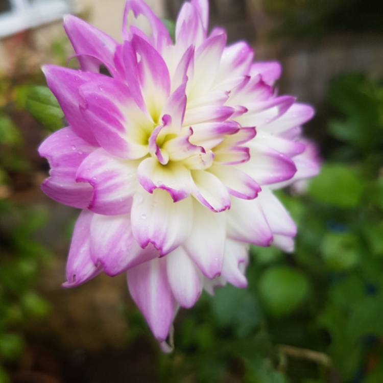 Plant image Dahlia 'Jura'