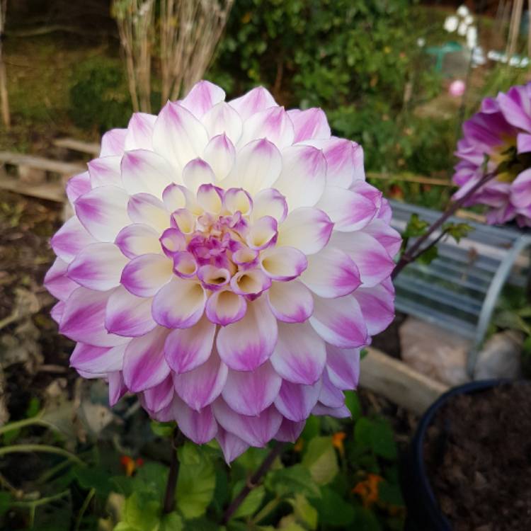 plant image 574108