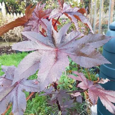Ricinus communis 'Red Giant'
