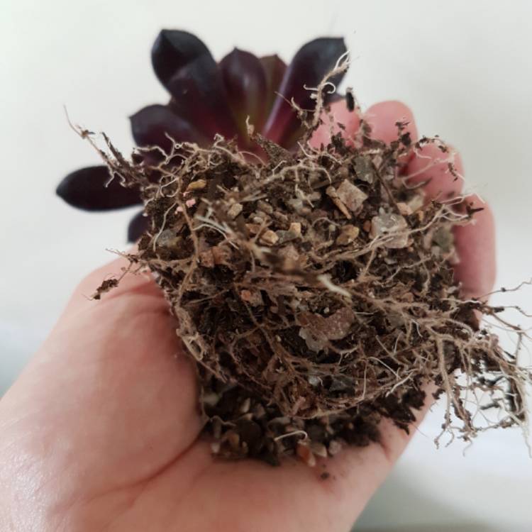 plant image 578815