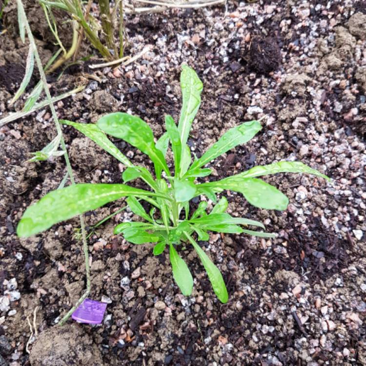 plant image 582371