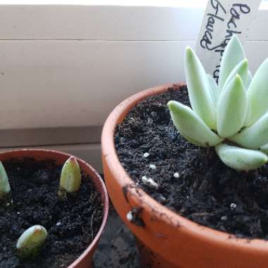 x Pachyveria