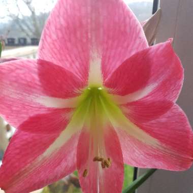 Hippeastrum (Galaxy Group) 'Apple Blossom'