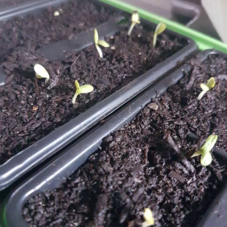 plant image 643733