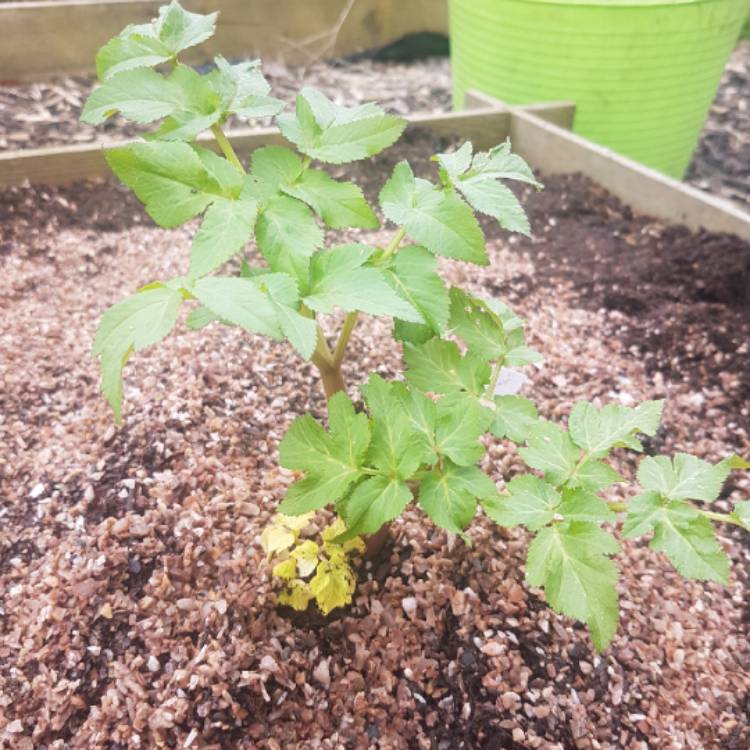 Plant image Angelica archangelica; syn Angelica officinalis