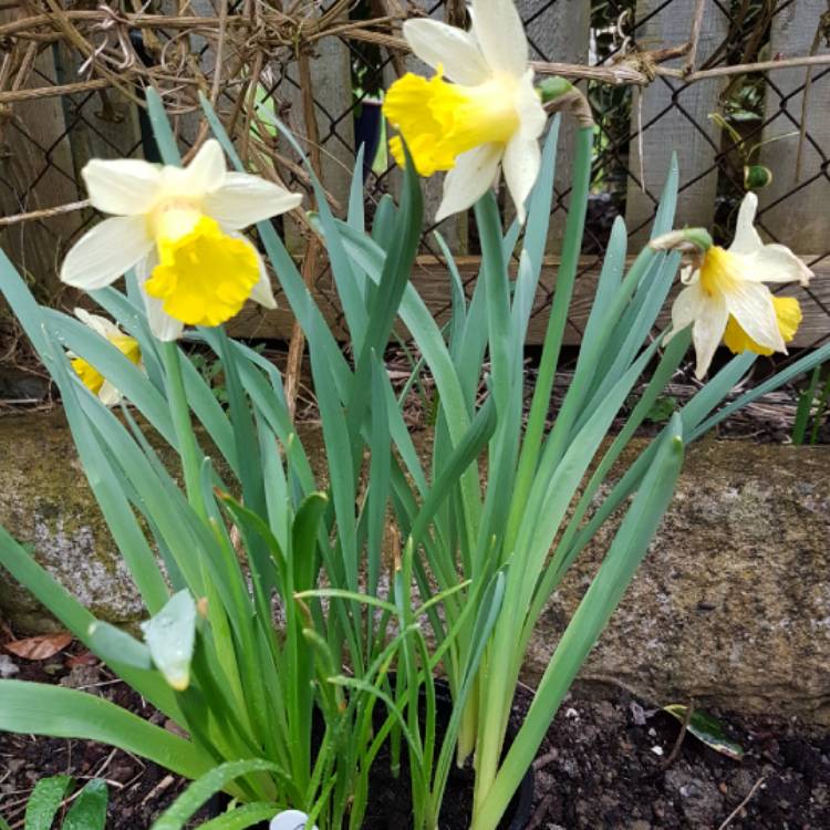 plant image 654175