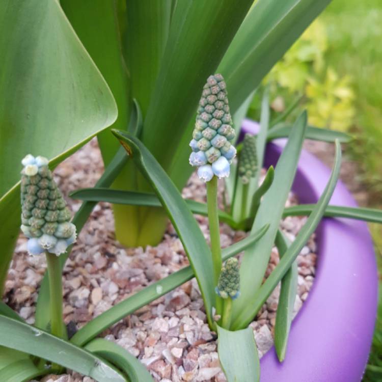 Plant image Muscari armeniacum 'Peppermint'