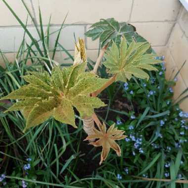 Tetrapanax papyrifera 'Rex'