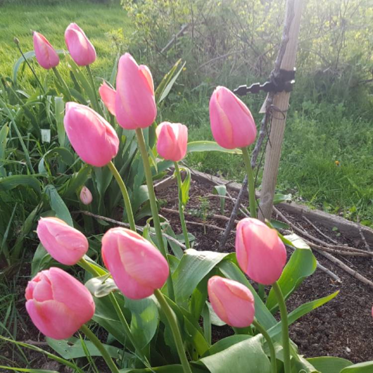 Plant image Tulipa 'Menton'
