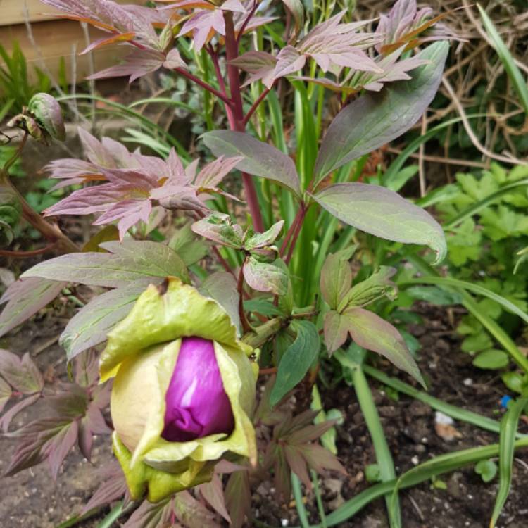 plant image 683569 plant image 683569