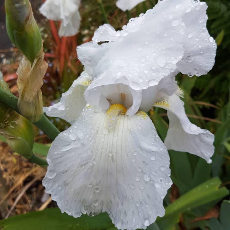 plant image 712647