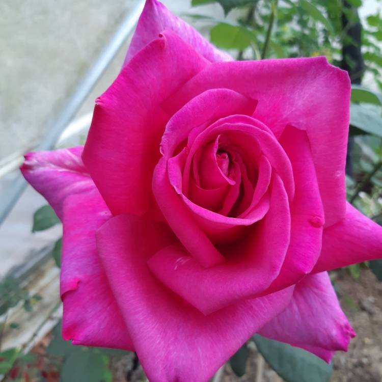 plant image 749955