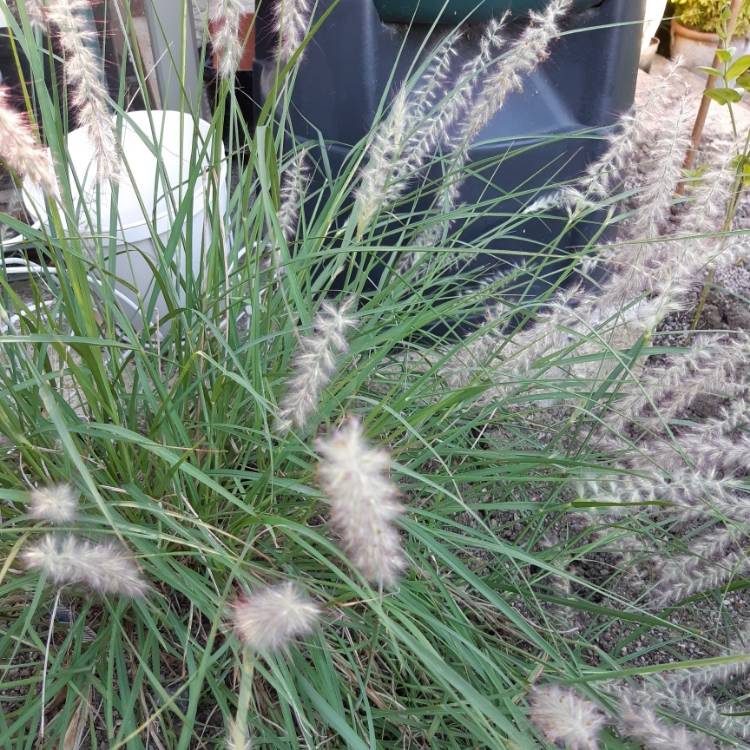 Plant image Pennisetum orientale 'Karley Rose'