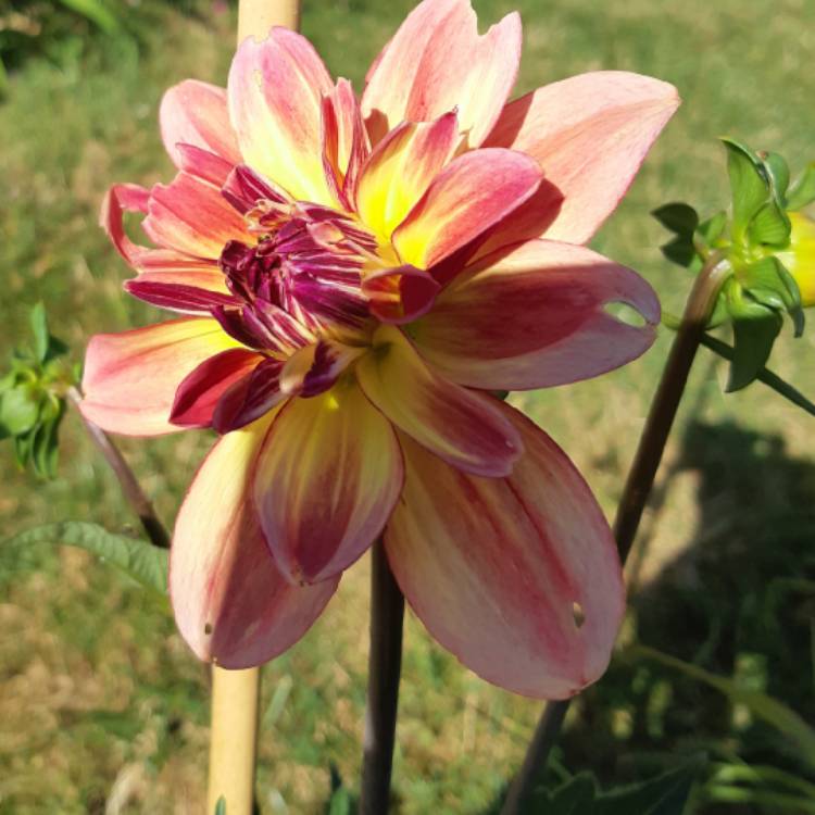 plant image 775805 plant image 775805