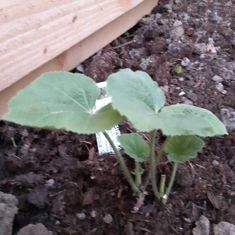 plant image 778815
